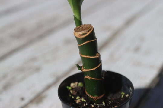 dracena wonna Dracaena fragrans szparagowate
