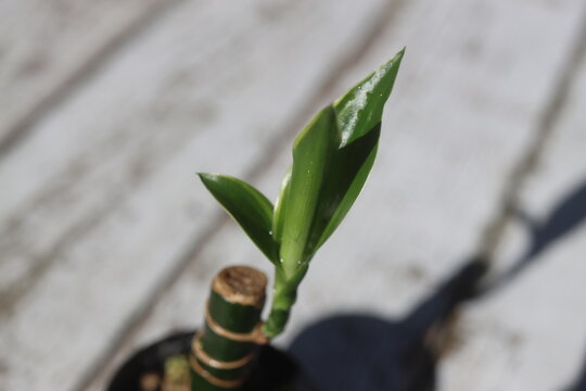 dracena wonna Dracaena fragrans szparagowate