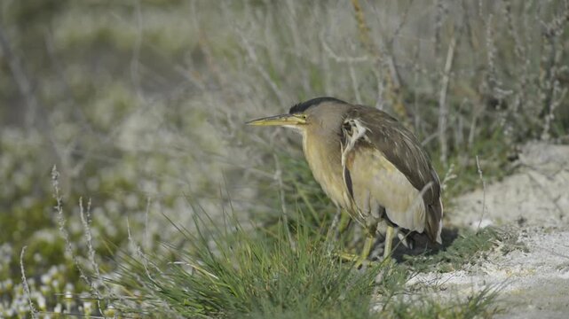 A Little Bittern (Ixobrychus minutus) camouflaged in its natural environment, carefully observing its surroundings.