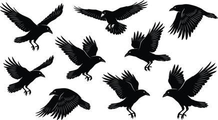 Obraz premium Black crow and raven silhouette collection featuring majestic birds in various flying and perching poses isolated on white background for gothic nature design