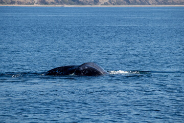 Fototapeta premium humpback whale tail