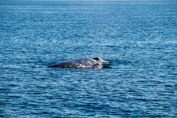 Fototapeta premium humpback whale tail