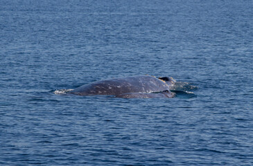 Fototapeta premium humpback whale tail