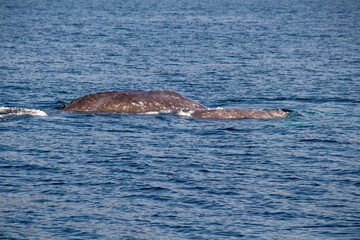Fototapeta premium humpback whale tail