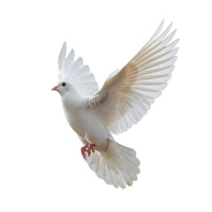 Obraz premium A white dove in flight with wings spread wide isolated on transparent background