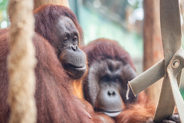 Portrait of male and female Bornean orangutans © Willy Mobilo
