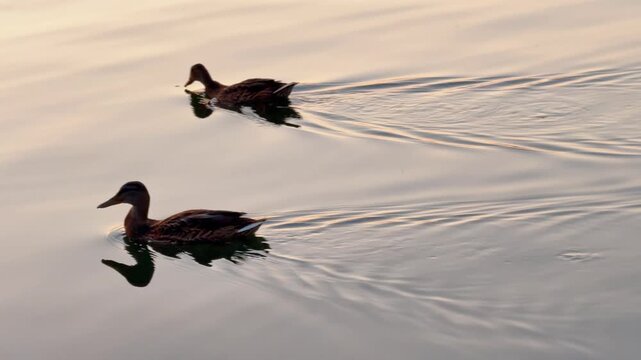 Ducks swim across calm water during sunrise near a quiet shore. Two ducks are swimming in still water during early morning hours as the sun rises.
