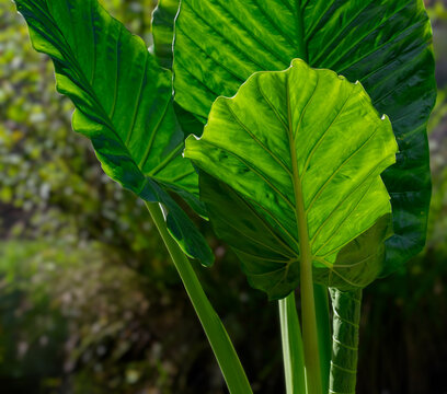 Alocasia macrorrhizos ou songe cara&iuml;be ou taro g&eacute;ant ou oreille d'&eacute;l&eacute;phant