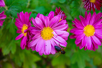 Obraz premium Honey bee collecting pollen from a pink Chrysanthemum flower in Ouled Attia, Algeria.
