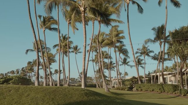 The coconut (Cocos nucifera) is a member of the palm family (Arecaceae). Wailea Beach Paths, South Maui, Hawaii. Andaz Maui at Wailea Resort