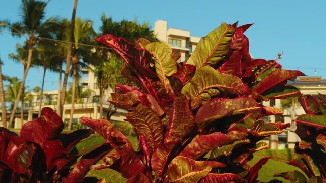 Codiaeum variegatum, croton or variegated croton, is a species of plant in the Euphorbiaceae family. Wailea Beach Paths, South Maui, Hawaii. Andaz Maui at Wailea Resort