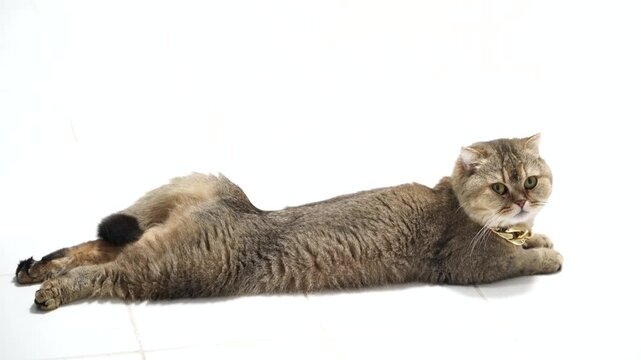 Curious and Relaxed Feline Lying on White Surface, Showcasing Long Body and Unique Fur Pattern, Exuding Comfort and Tranquility in Minimalist Setting