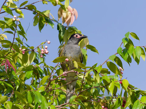 Male Australasian Figbird or Green Figbird (Sphecotheres vieilloti) perched in a Lilly Pilly tree with a blue sky background