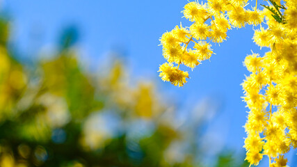ミモザの花のアップ