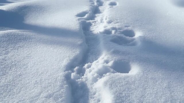 Footprints in Fresh Snow on a Bright Winter Day.