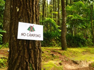 A white sign with a red and green tent logo and 'NO CAMPING' text attached to a tree trunk in a forest with tall trees and green undergrowth.