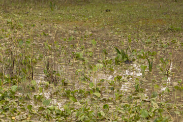 Todo el campo anegado de las intensas lluvias
