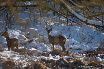 Roe deer in the woods in winter, Poland © Robert