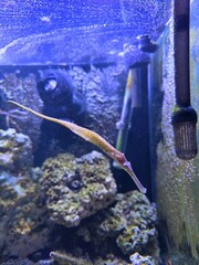 The alligator pipefish or double-ended pipefish (Syngnathoides biaculeatus)