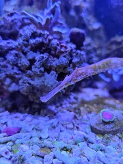The alligator pipefish or double-ended pipefish (Syngnathoides biaculeatus)