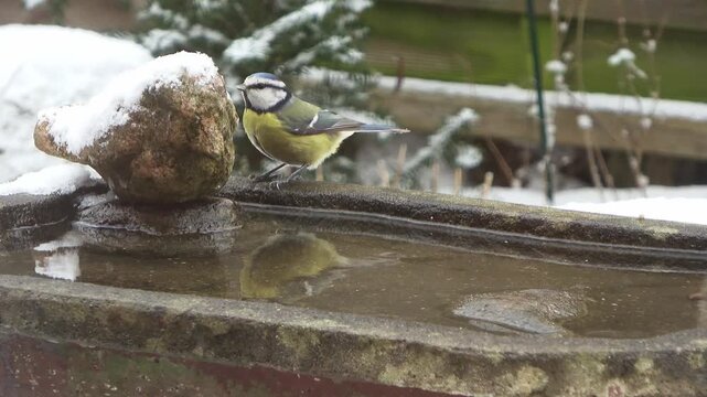 Blue tit drinking and bathing in a snowy birdbath