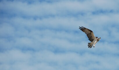 Obraz premium White-bellied sea eagle in flight