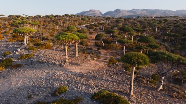 Late Afternoon Tranquility on Socotra Island, Yemen, Featuring Unique Dragon Trees and Rocky Terrain
