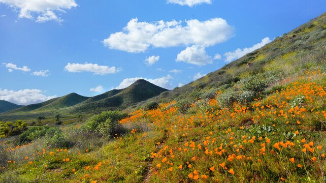 California Golden Poppies on rolling hills during spring superbloom in the high desert of southern California