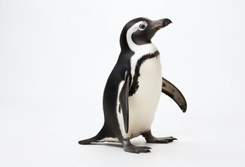 Funny African penguin, stands on a white background