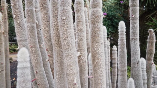 Cephalocereus Senilis Old Man Cactus With soft hair In Tropical Botanical Garden
