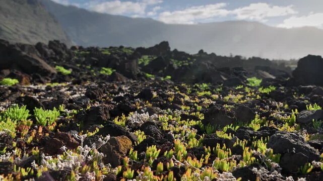 Surreal landscape of vast lava field covered in bright neon green lichen. Sweeping motion across a prehistoric valley of black lava and lime green vegetation, El Hierro, Canary Islands