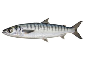 Obraz premium a fish with a silver body and dark stripes, a large eye and a forked tail, on a white background