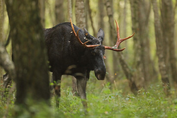 Łoś (Alces alces) moose © Bartosz Rakoczy
