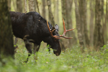 Łoś (Alces alces) moose © Bartosz Rakoczy