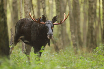 Łoś (Alces alces) moose © Bartosz Rakoczy