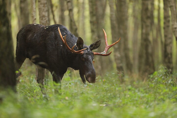 Łoś (Alces alces) moose © Bartosz Rakoczy