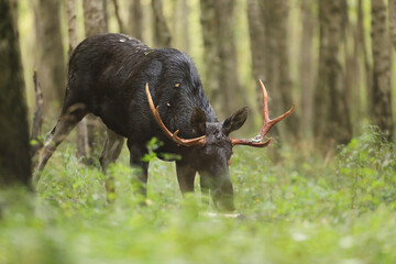 Łoś (Alces alces) moose © Bartosz Rakoczy