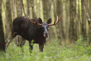 Łoś (Alces alces) moose © Bartosz Rakoczy