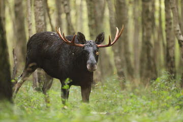 Łoś (Alces alces) moose © Bartosz Rakoczy
