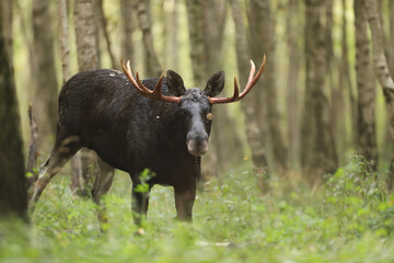Łoś (Alces alces) moose © Bartosz Rakoczy