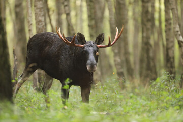 Łoś (Alces alces) moose © Bartosz Rakoczy