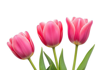 Three pink tulips isolated on transparent background with green leaves