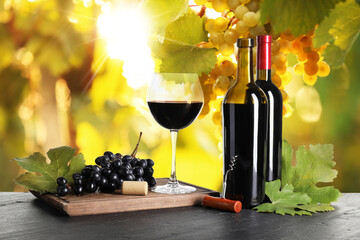 Obraz premium Wine and fresh grapes on table. Glass and bottles in vineyard