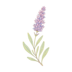 Fototapeta premium PNG Delicate lavender botanical illustration.