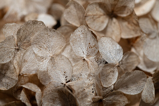 Close-up of dry flowers glistening in the sunlight. The delicate little flowers reveal their vulnerability.