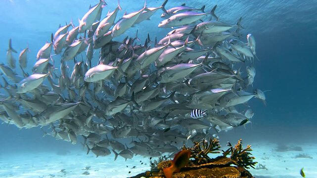 Slow motion video of a large school of trevally fish circling in a tight formation above coral at Lady Elliot Island, Queensland, Australia.
