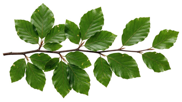 Fresh green leaves on a woody branch segment of a European beech tree