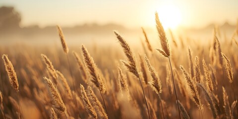 Fototapeta premium Golden wheat field at sunrise with warm sunlight and misty atmosphere in rural landscape