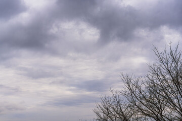 Obraz premium 冬の寒い朝 曇り空と木々のシルエット09