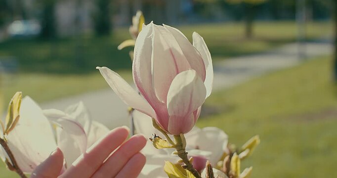 Female Hand Gently Touching Camellia Flower on Sunny Spring Day, Close Up